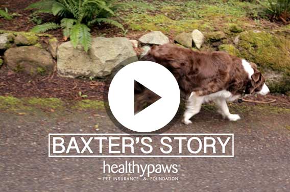 baxter dog video