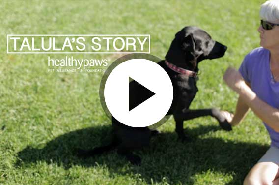 Dog with elbow dysplasia