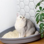 white cat sitting in corner litter box
