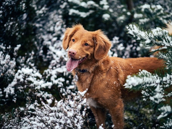 dog in snowy trees