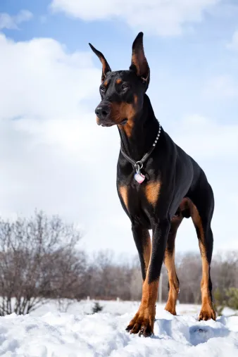 doberman vitamins