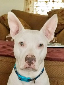 Nationwide Pet Insurance Review A Different Way Of Doing Pet Insurance Caninejournal Com