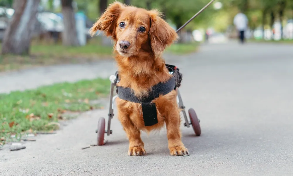 small dog in a wheel chair