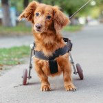 small dog in a wheel chair