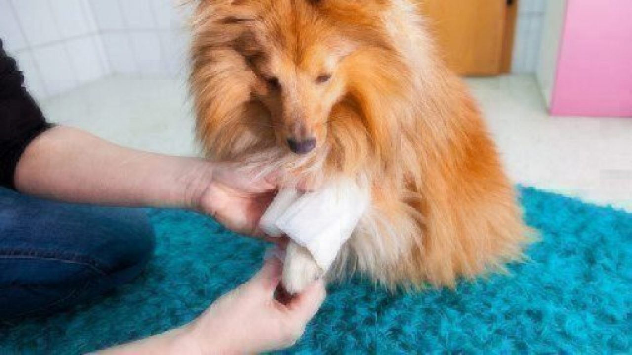 is-neosporin-safe-for-pets-healthy-paws