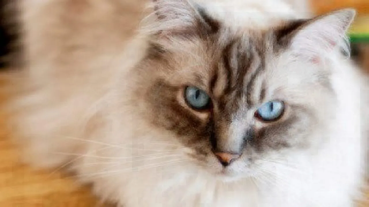 facts about ragdoll cats