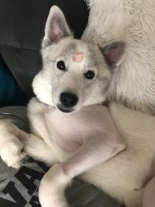Dog recovering from surgery