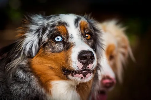 cost of a australian shepherd