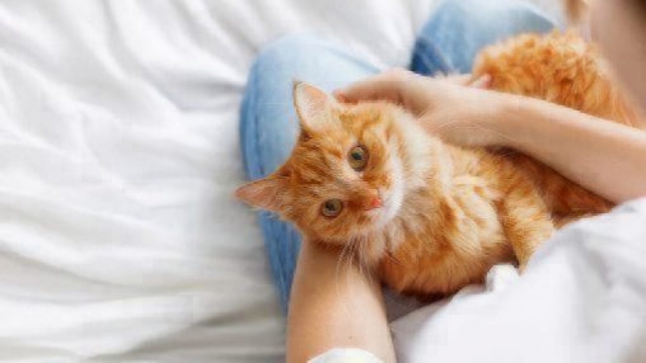 Does My Cat Think I'm Its Mother? Healthy Paws Pet Insurance