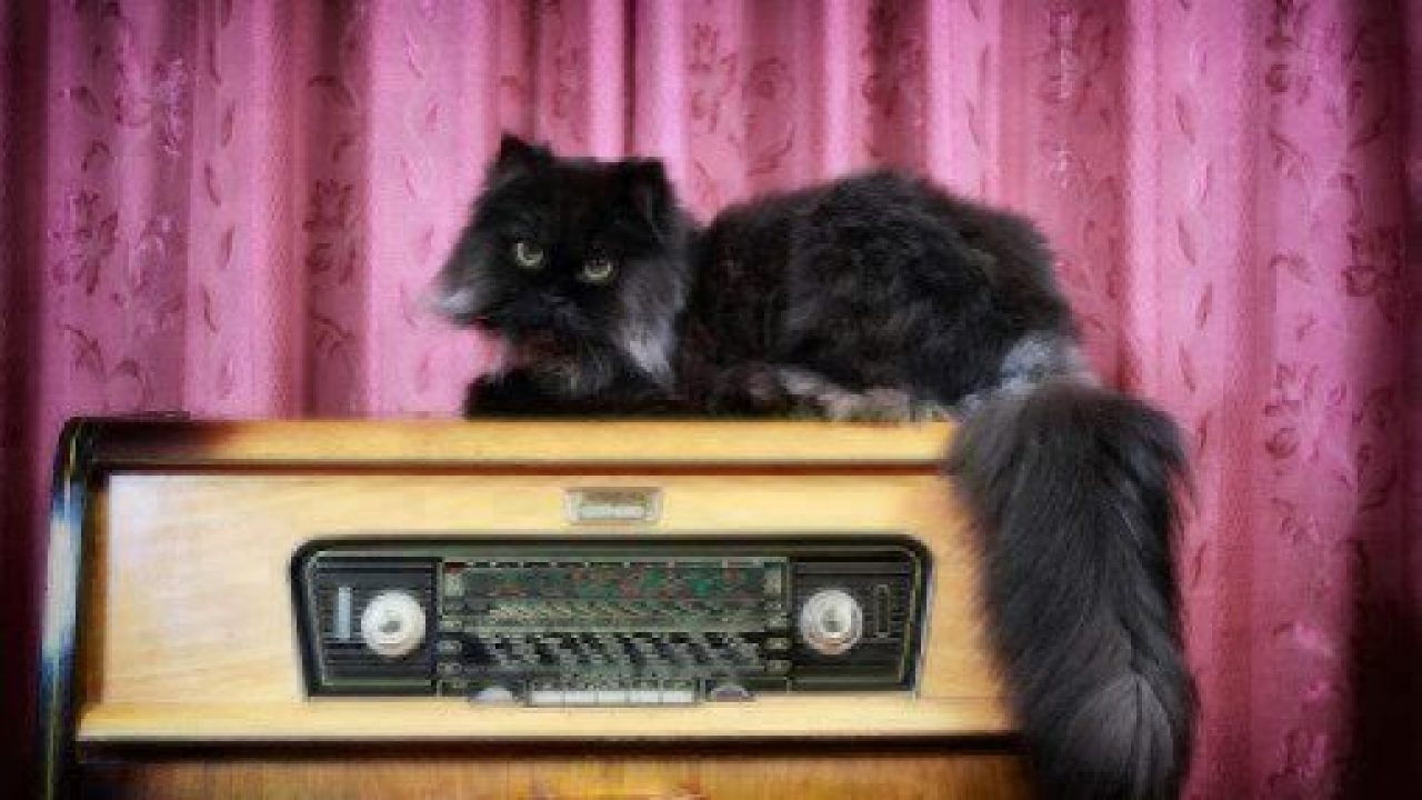 Do Cats Like Music? Healthy Paws