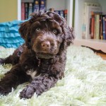 portuguese water dog laying on rug