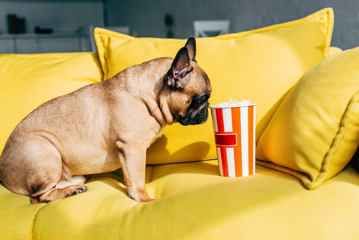 French bulldog on couch sniffing popcorn