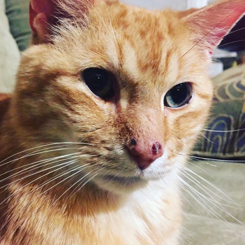 Skin Conditions Joe S Journey Healthy Paws Pet Insurance