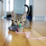 fbo cats