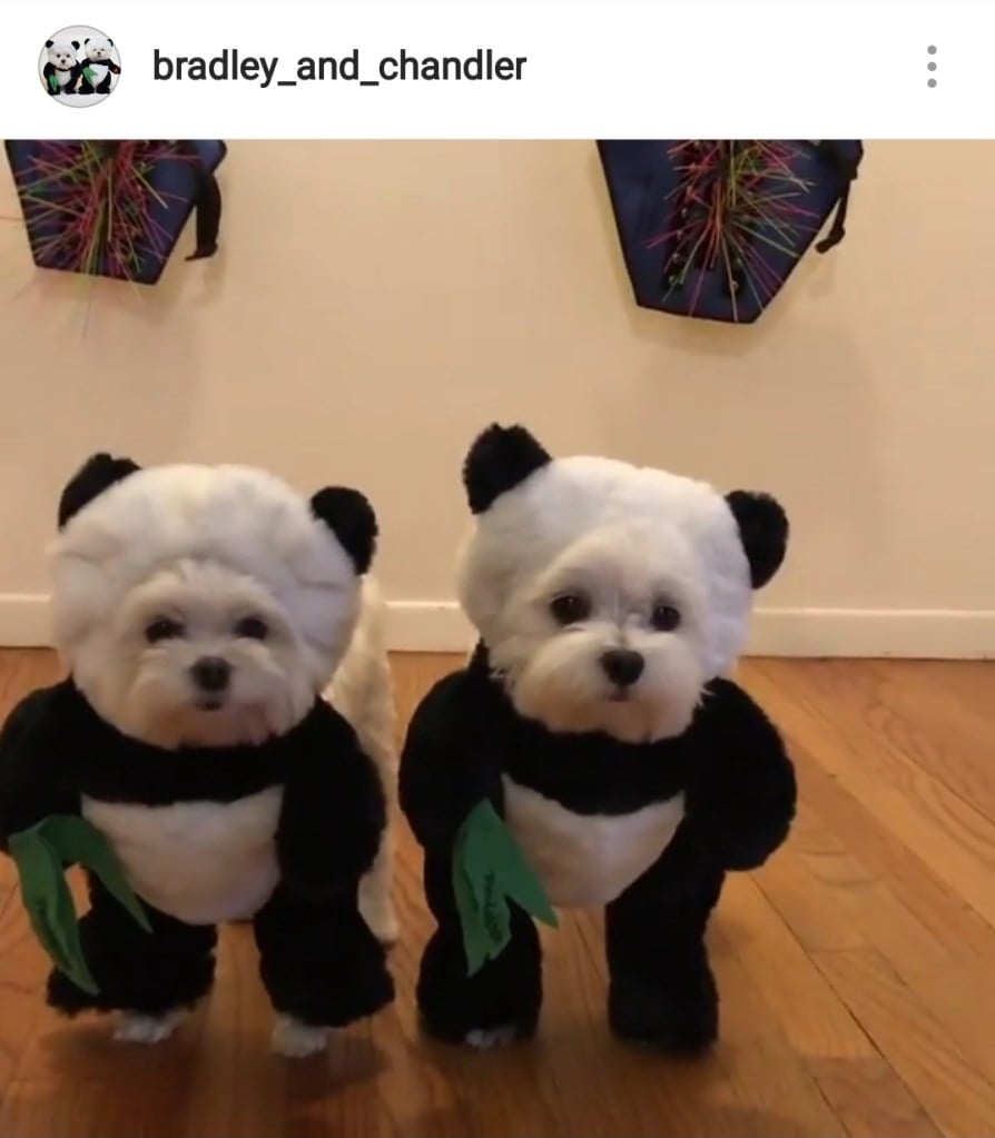 Cute Alert Pets Dressed Up As Different Animals Healthy Paws