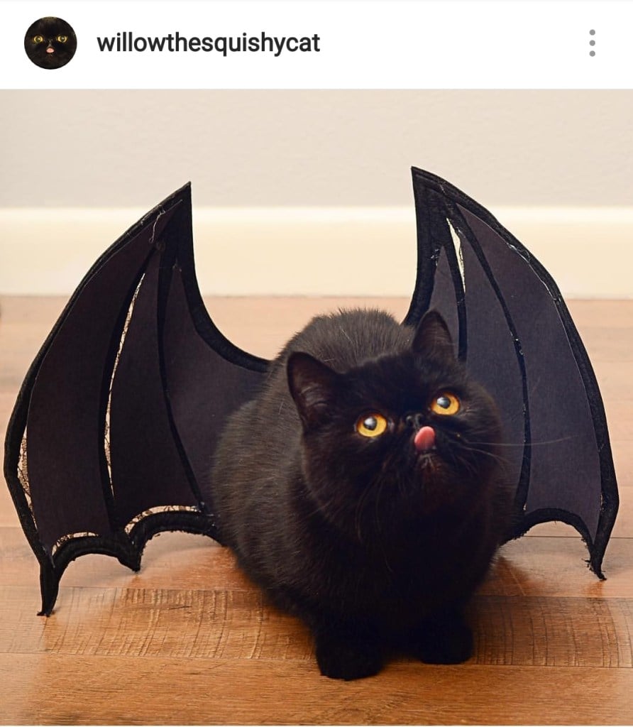 Cute Alert Pets Dressed Up As Different Animals Healthy Paws Pet Insurance