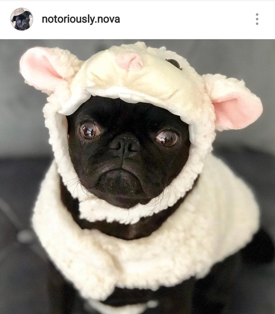 Cute Alert Pets Dressed Up As Different Animals Healthy Paws