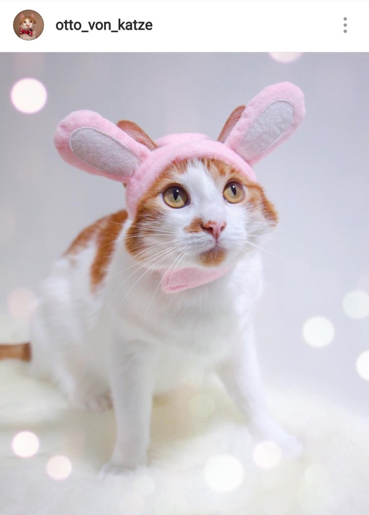 Cute Alert Pets Dressed Up As Different Animals Healthy Paws Pet Insurance