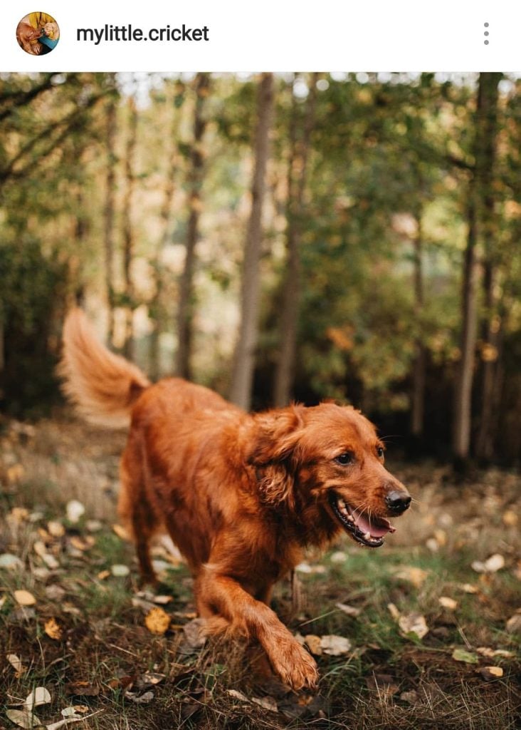 instagram post of golden retreiver walking in forest
