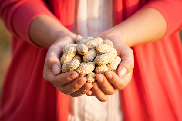 Can Dogs Eat Peanuts Healthy Paws