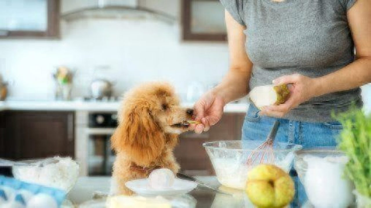 Can Dogs Eat Pears? Healthy Paws
