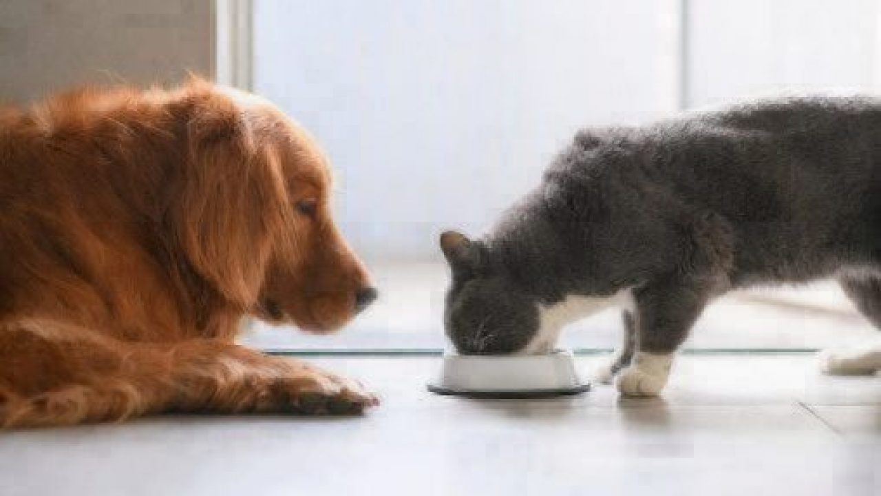 Can Dogs Eat Cat Food? | Healthy Paws Pet Insurance