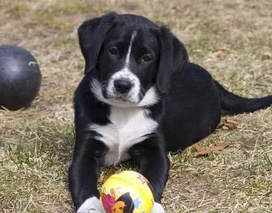 chocolate lab border collie mix puppies