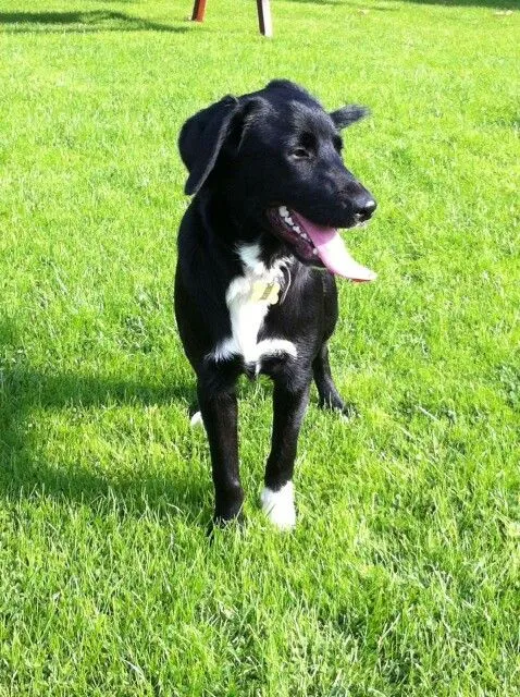 borador collie lab mix labrador border puppies dog retriever breed history dogs insurance paws breeds