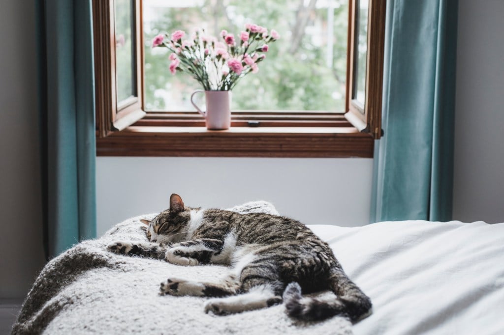 l-lysine herpes cats