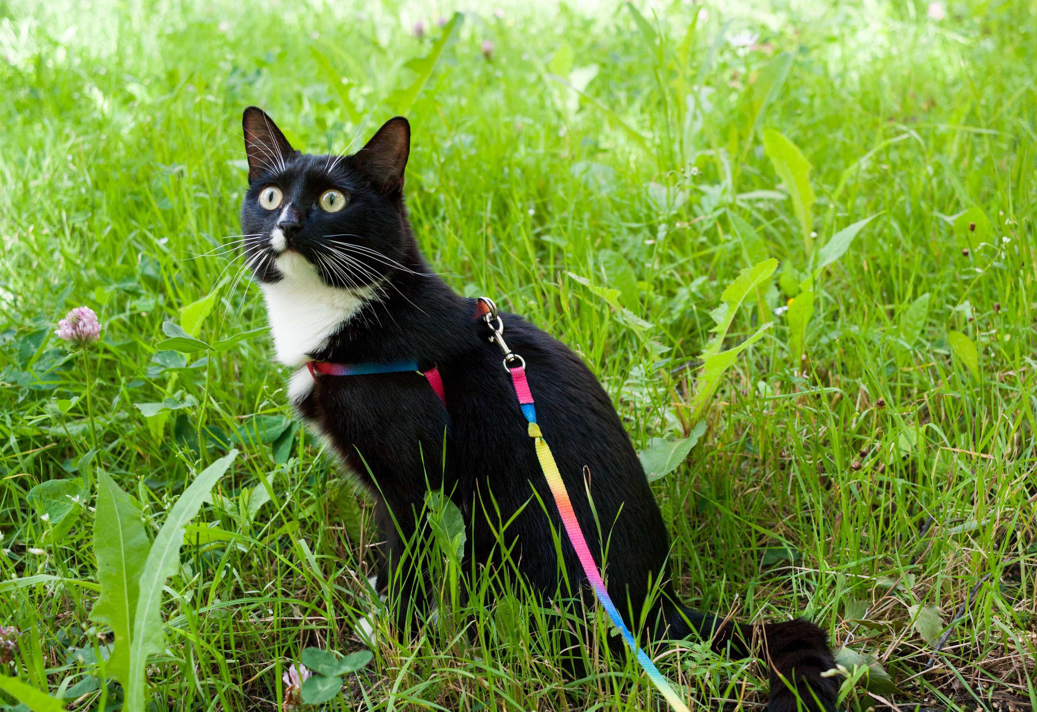 How to Take Your Cat for a Walk | Healthy Paws Pet Insurance