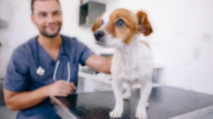 Chemotherapy For Dogs What To Expect Whole Dog Journal