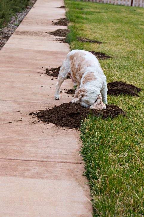 7 Tips to Stop Your Dog from Digging Up the Yard | Healthy ...