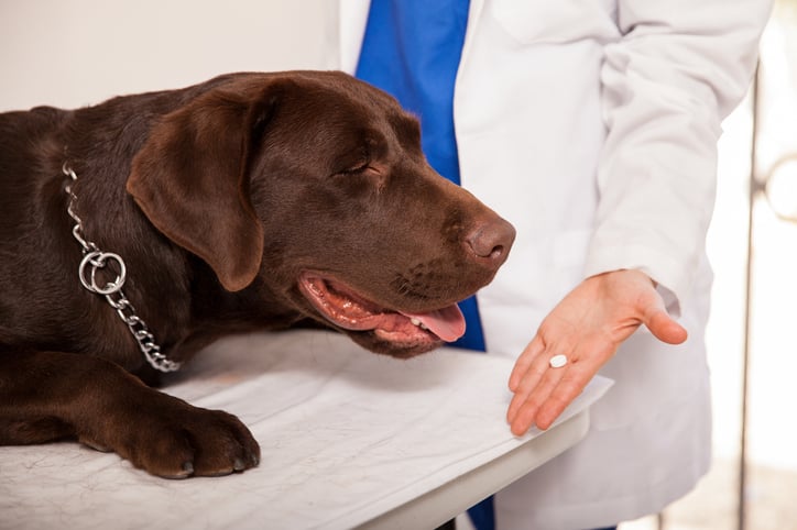 how to give your dog pills