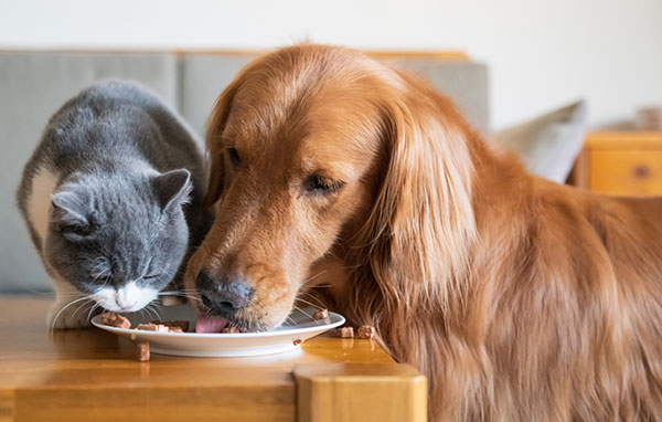 Can Cats Eat Dog Food? Healthy Paws Pet Insurance