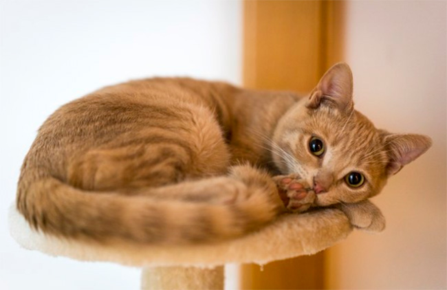 When Do Cats Stop Growing? Reliable Ways to Know When Cats Reach Their