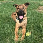 Rue, a mixed breed dog