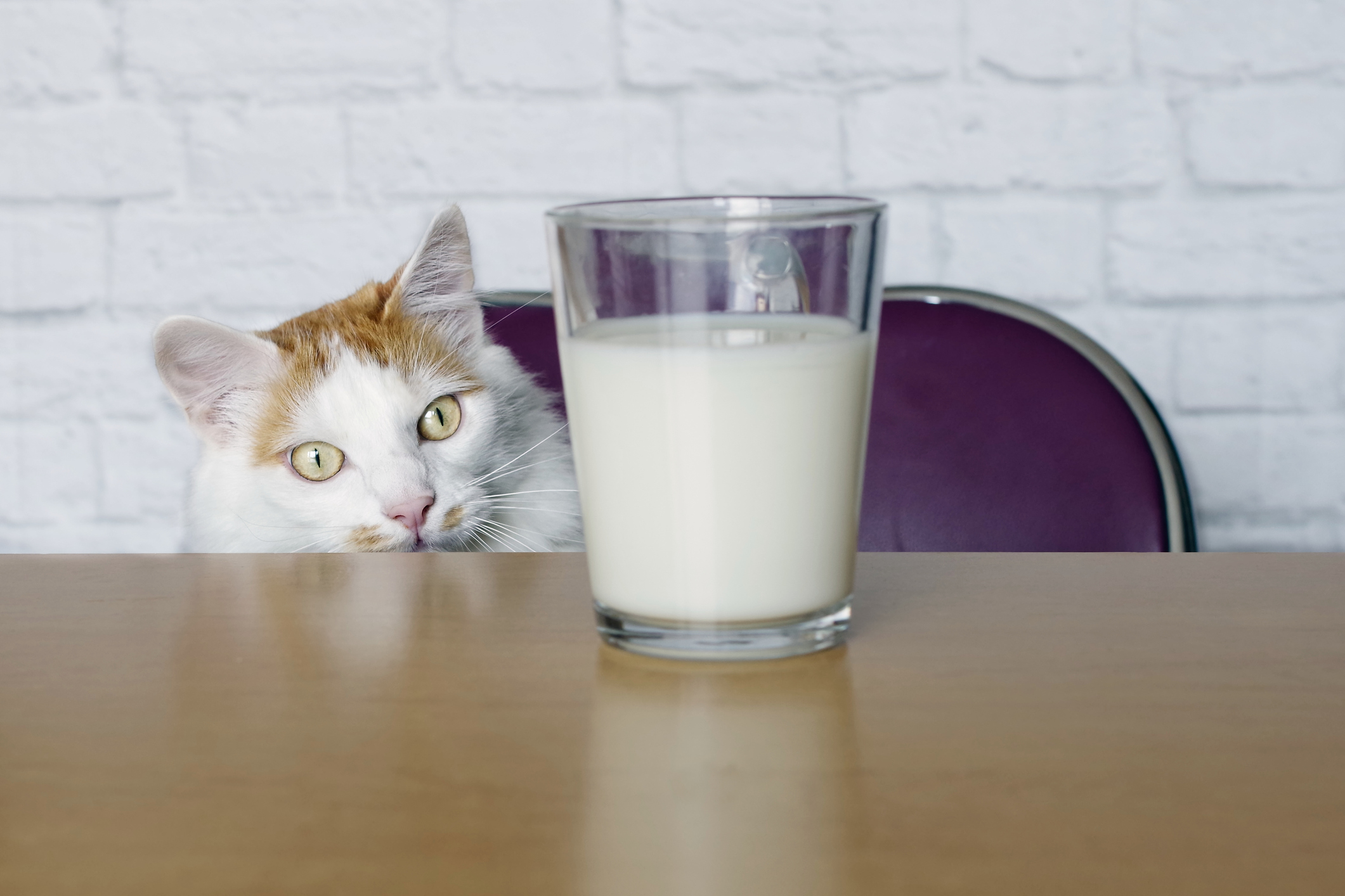 Mythbuster Can Cats Drink Milk? Healthy Paws Pet Insurance