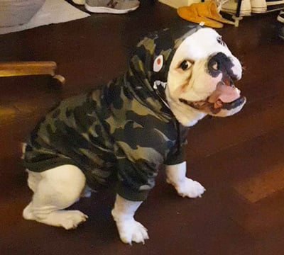 Walter White, bulldog in costume