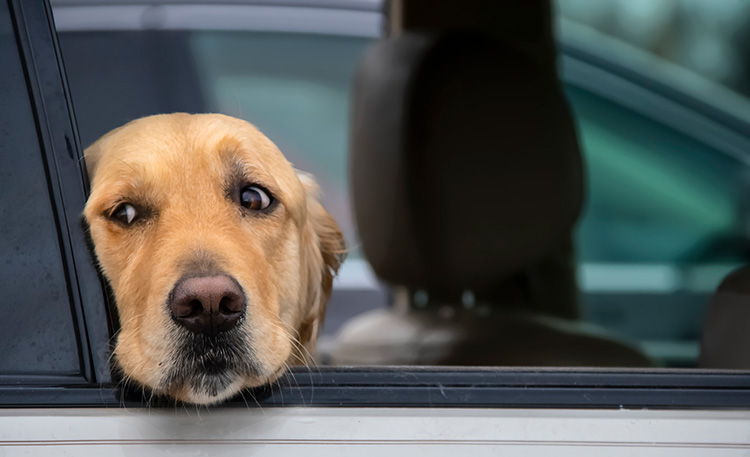 Road Trip With Your Dog? How to Avoid Car Sickness