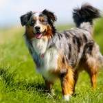 Australian Shepherd