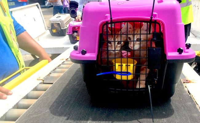 Kittens being loaded on a plane