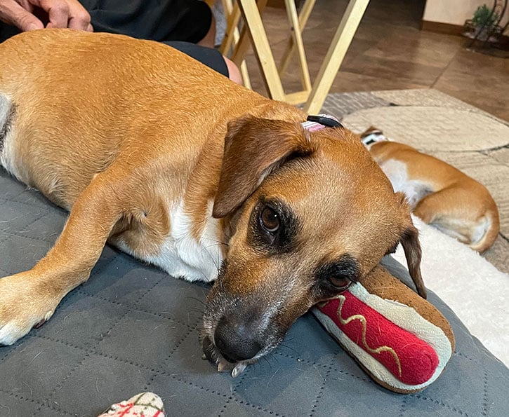 dog laying on bed with stuffed hot dog doy