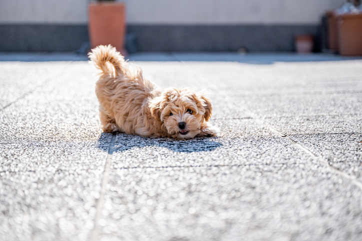 Little cute maltipoo puppy