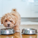 Little cute maltipoo puppy