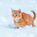 orange cat in snow