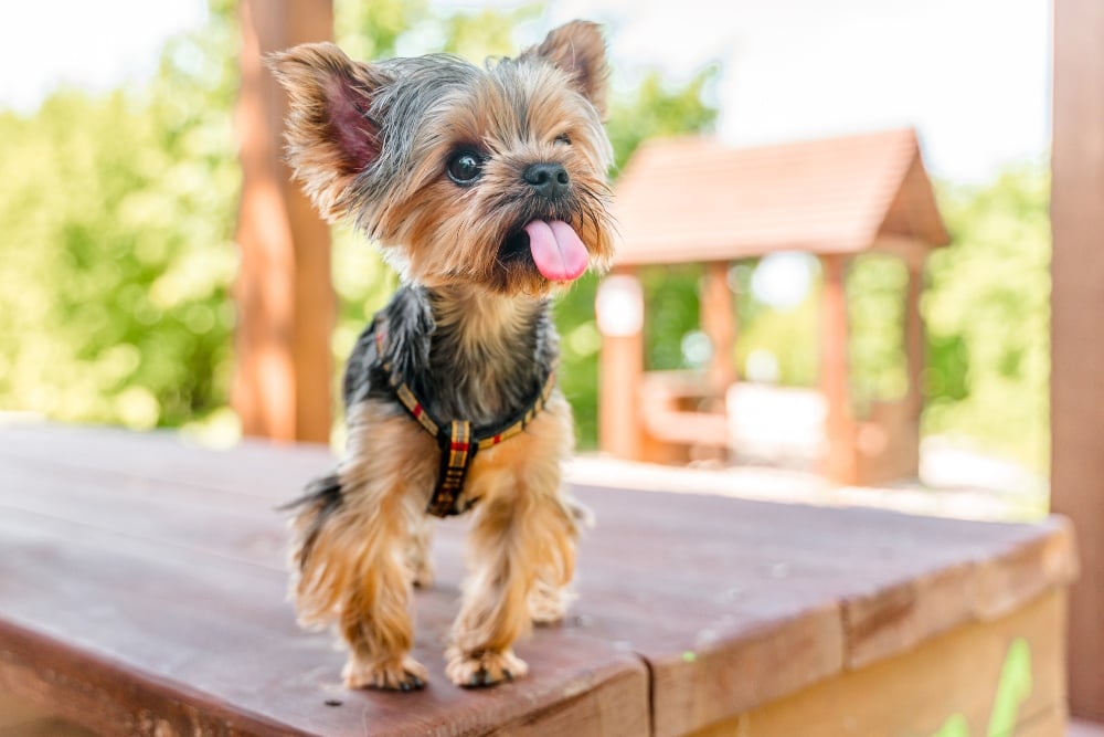 Teacup Yorkie Breed Guide Teacup Yorkie Insurance Healthy Paws Pet Insurance