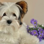 Biewer terrier