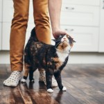 black cat at persons legs