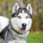 A purebred Siberian Husky dog with blue eyes outdoors