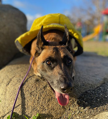 dog with its tounge out on top of a rock outside